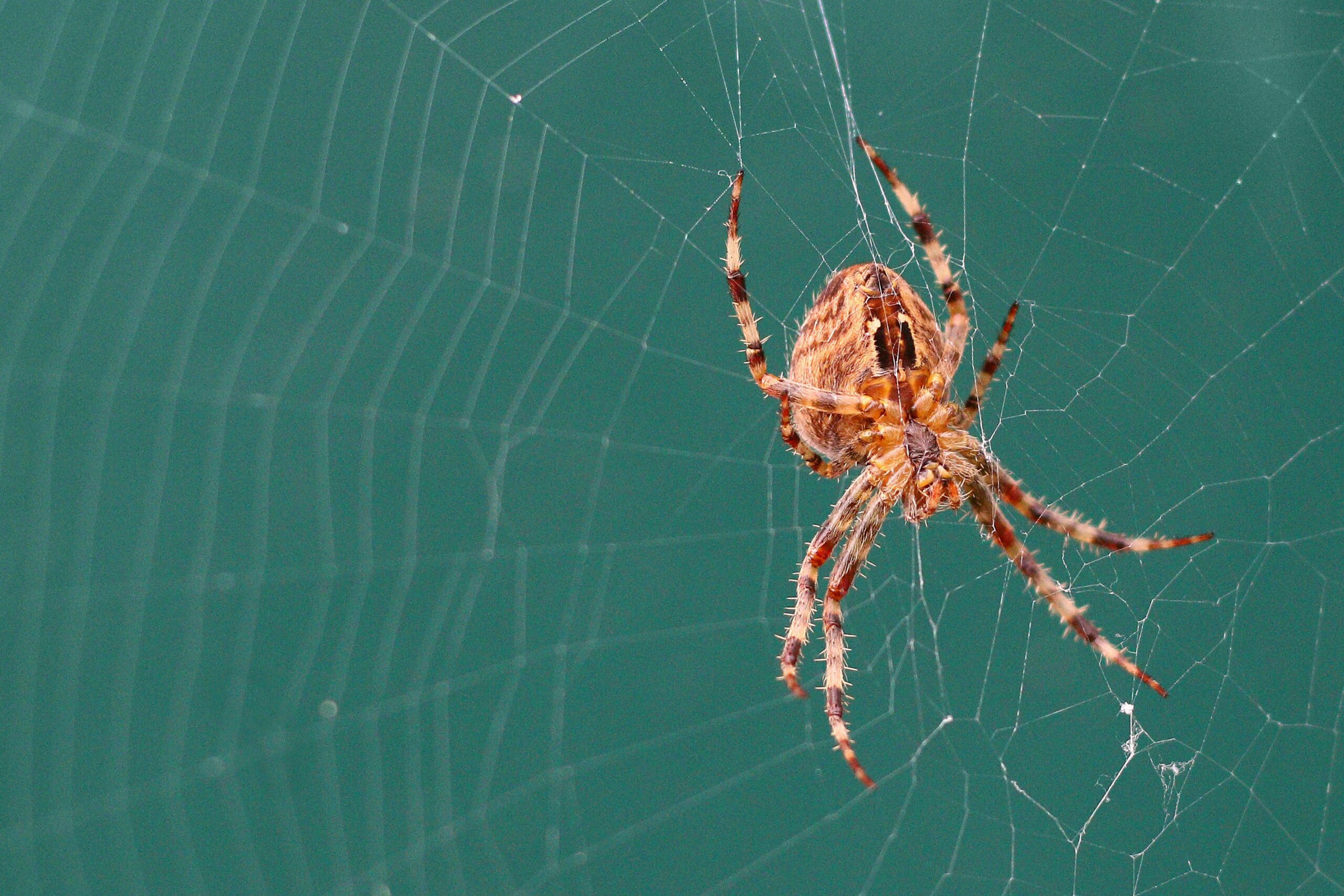 Трите начина за справяне с фобиите при срещата с паяка на ролкови кънки